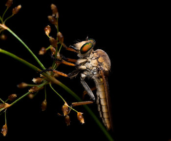 Close-up of insect on plant