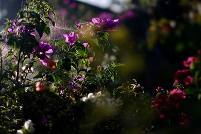 Purple flowers blooming outdoors