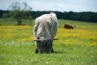 Sheep on grassy field