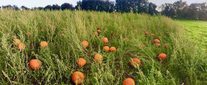 Plants growing on field