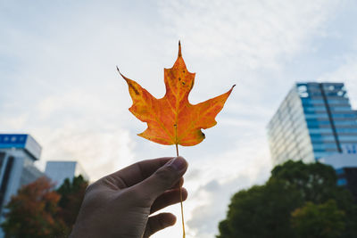 Person holding maple leaf against sky in city