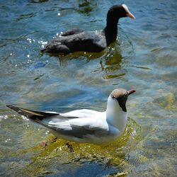 Bird flying over lake