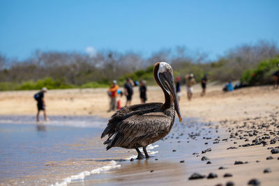 Bird on beach
