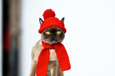 Portrait of cat against white background