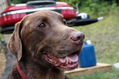 Close-up of dog