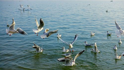 Seagulls flying over lake