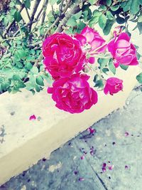 Close-up of pink roses blooming outdoors