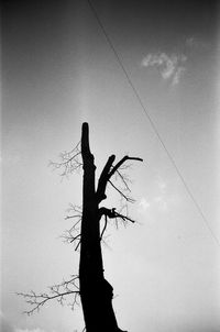 Low angle view of bare trees against sky