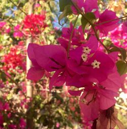 Close-up of fresh pink flower