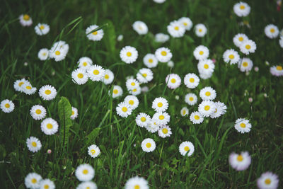 Close-up of flowers