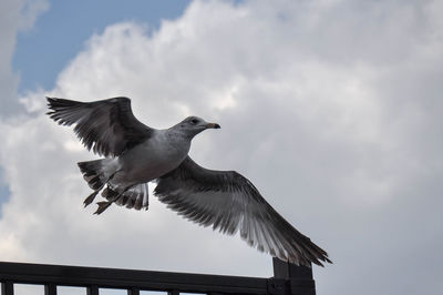 Low angle view of seagull flying against clear sky