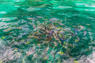 Full frame shot of water in swimming pool