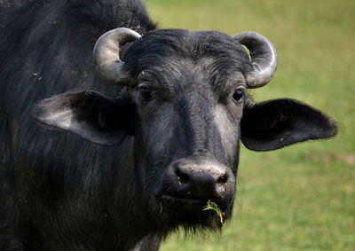 Close-up portrait of cow