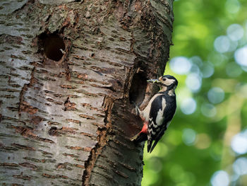 Close-up of bird perching on tree trunk