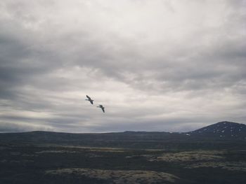 Bird flying over landscape against sky