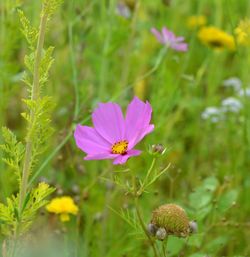 Close-up of purple flowers blooming in field