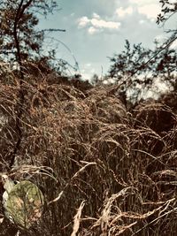 Close-up of dry plant on field against sky