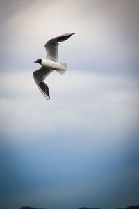 Low angle view of seagull flying in sky