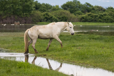 Side view of a horse on field by lake