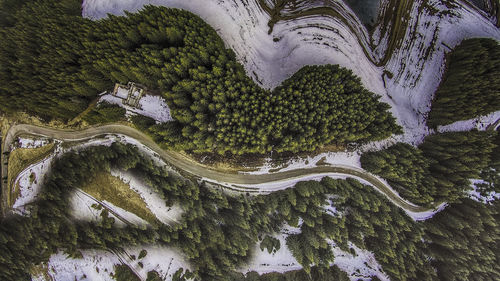 High angle view of trees on road