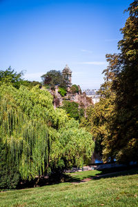 Trees growing in park against clear sky