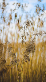 Close-up of stalks in field against sky