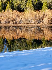 Scenic view of lake by trees in forest