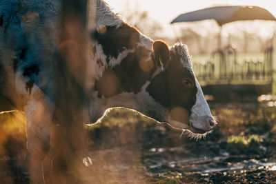 Close-up of a horse