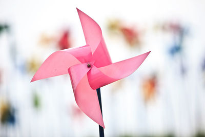 Close-up of pink pinwheel