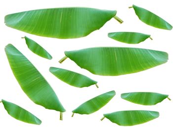 Close-up of leaves against white background