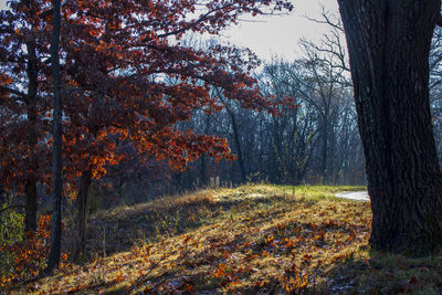 Trees in forest during autumn