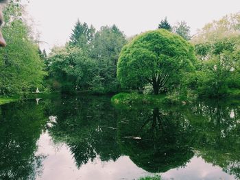 Reflection of trees in lake