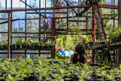 Rear view of woman in greenhouse