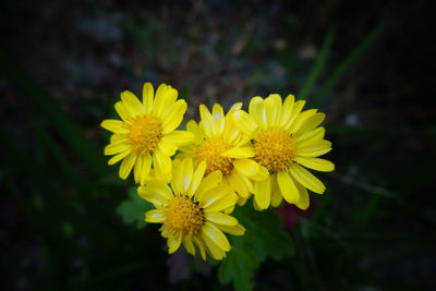 Close-up of yellow flowering plant on field