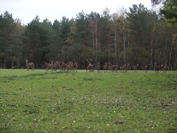 Trees on grassy field