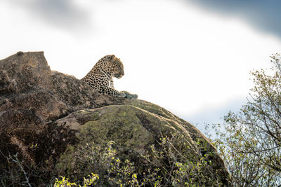 Leopard lies on sunlit rock staring down