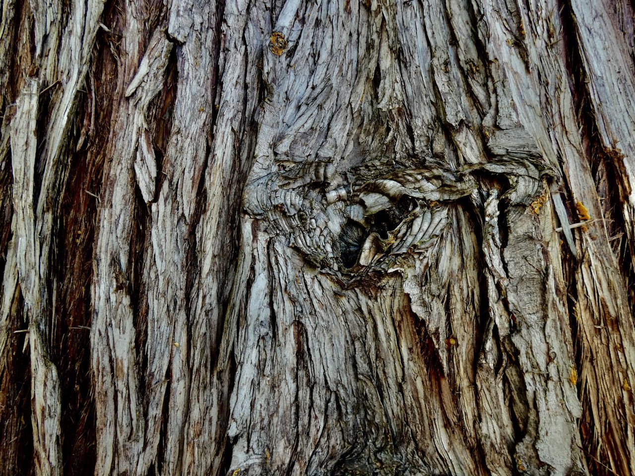 DETAIL OF TREE TRUNK