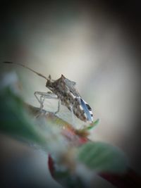 Close-up of insect
