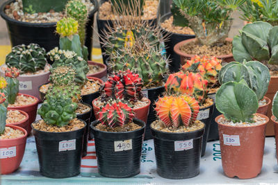 Potted plants at market stall