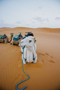 View of a desert