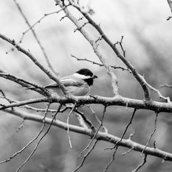 Close-up of bird perching on tree against sky