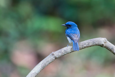 Close-up of bird perching on branch