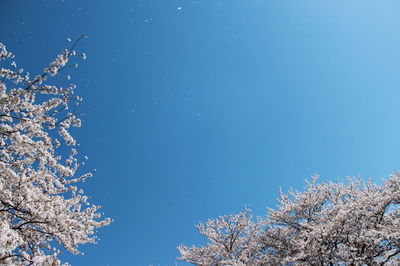 Low angle view of cherry trees against clear blue sky