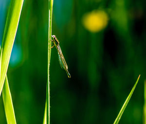 Close-up of damselfly on grass