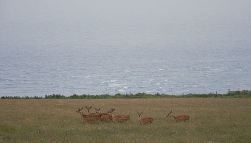 Flock of sheep in a field