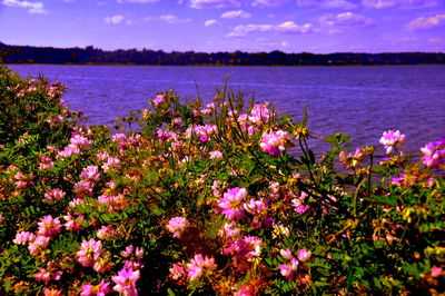 Close-up of pink flowers in lake