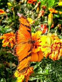 Close-up of butterfly pollinating on orange flower