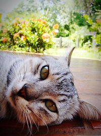 Close-up portrait of cat