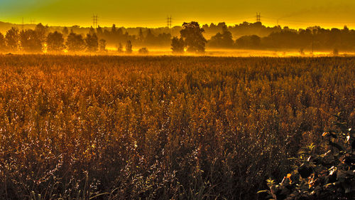 Scenic view of field against sky during sunset