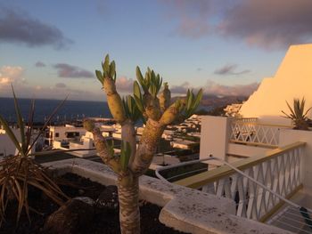 Cactus at beach against sky